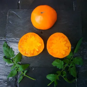 Mary Reynold's Orange Tomato