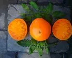 Mary Reynold's Orange Tomato