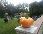 Mary Reynold's Orange Tomato