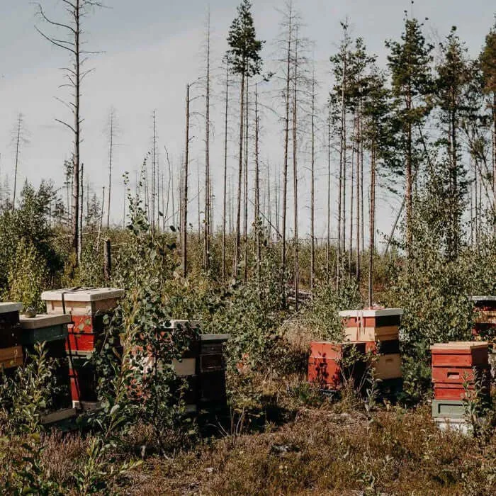 Munkens Hälsa Swedish Heather Honey ECO 500g